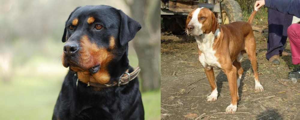 Posavac Hound vs Rottweiler - Breed Comparison