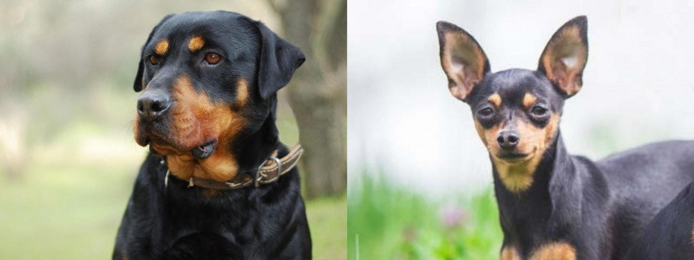 Prazsky Krysarik vs Rottweiler - Breed Comparison