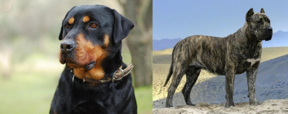 Presa Canario vs Rottweiler - Breed Comparison