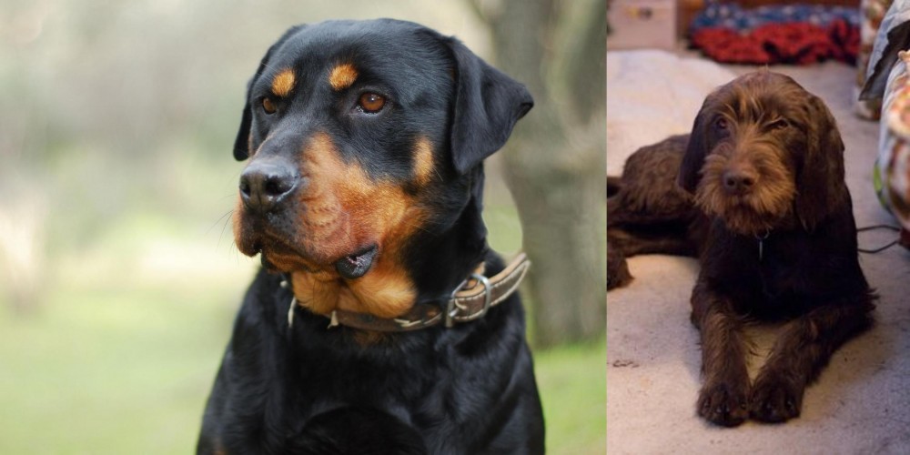 Pudelpointer vs Rottweiler - Breed Comparison
