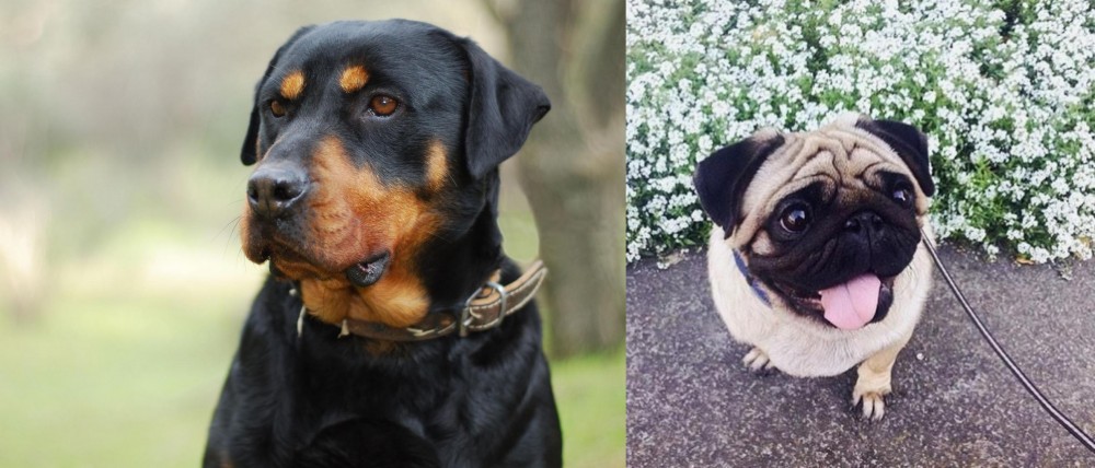 Pug vs Rottweiler - Breed Comparison