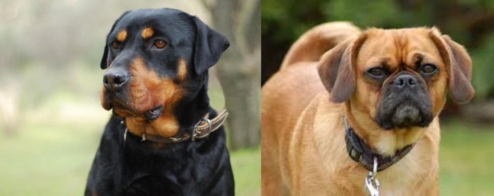Pugalier vs Rottweiler - Breed Comparison