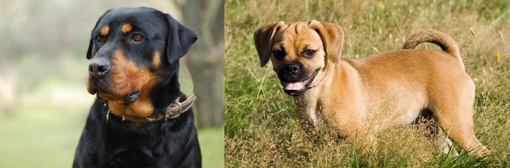 Puggle vs Rottweiler - Breed Comparison