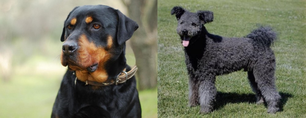 Pumi vs Rottweiler - Breed Comparison