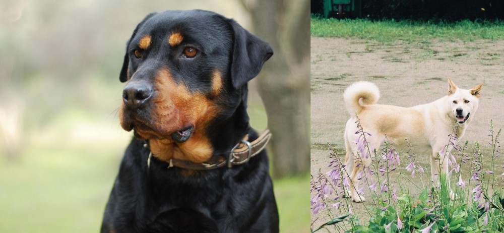 Pungsan Dog vs Rottweiler - Breed Comparison