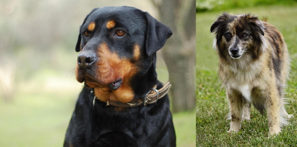 Pyrenean Shepherd vs Rottweiler - Breed Comparison