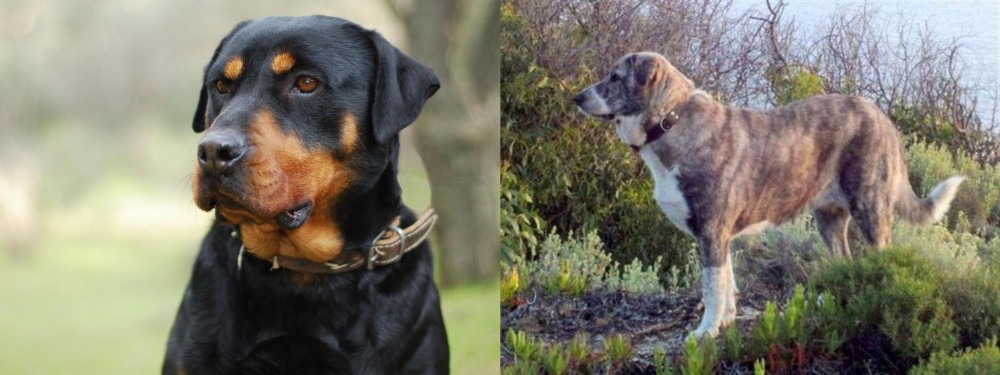 Rafeiro do Alentejo vs Rottweiler - Breed Comparison