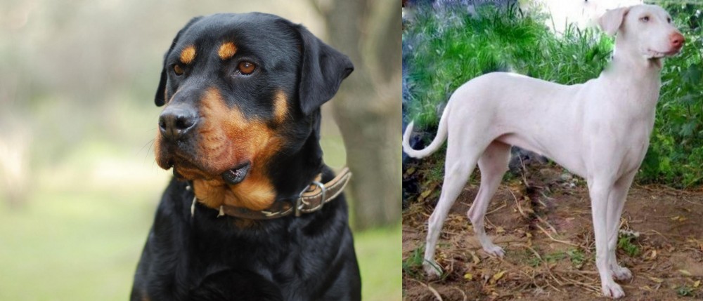 Rajapalayam vs Rottweiler - Breed Comparison