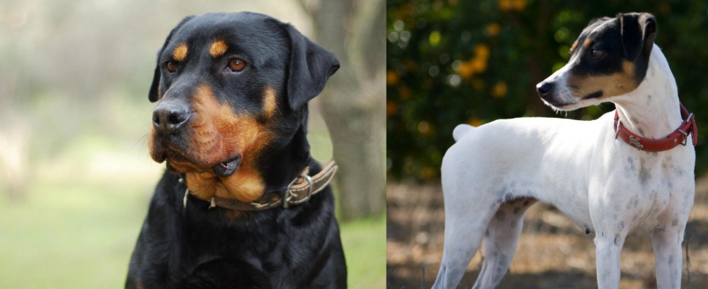 Ratonero Bodeguero Andaluz vs Rottweiler - Breed Comparison