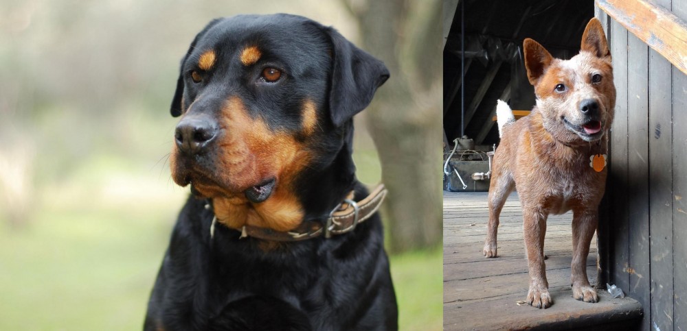 Red Heeler vs Rottweiler - Breed Comparison