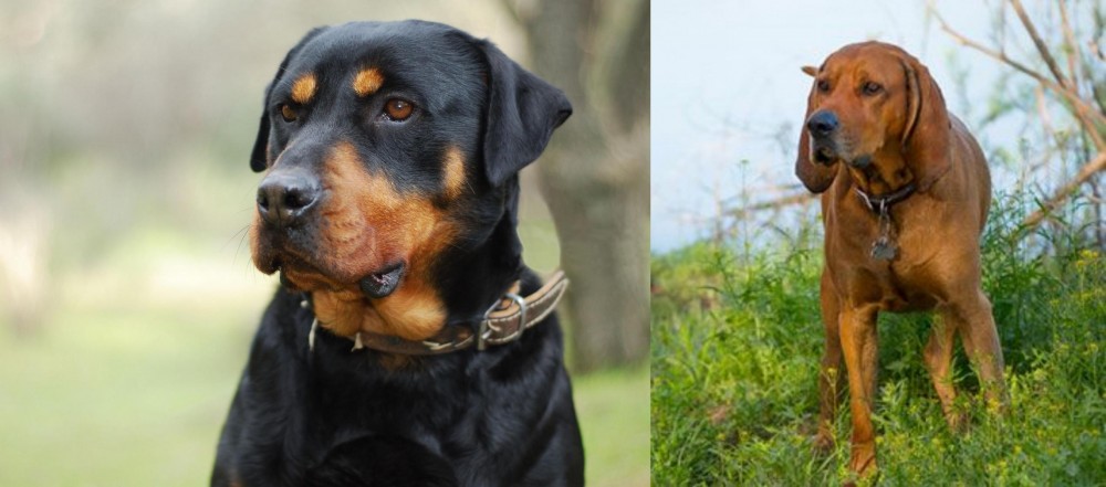 Redbone Coonhound vs Rottweiler - Breed Comparison