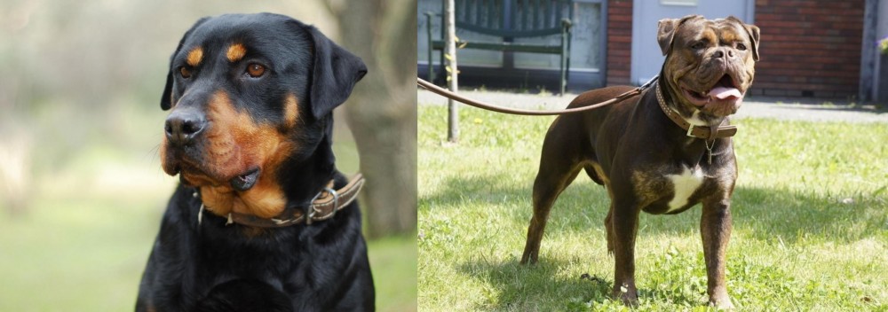 Renascence Bulldogge vs Rottweiler - Breed Comparison
