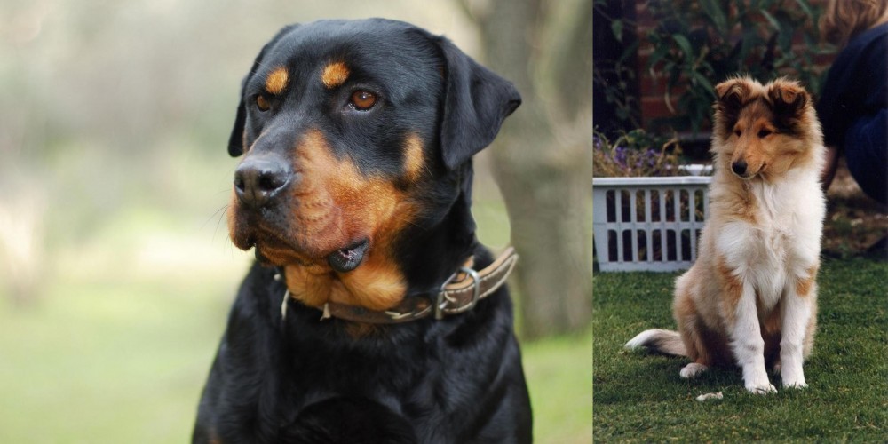 Rough Collie vs Rottweiler - Breed Comparison