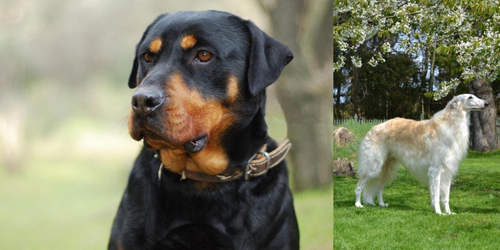 Russian Hound vs Rottweiler - Breed Comparison
