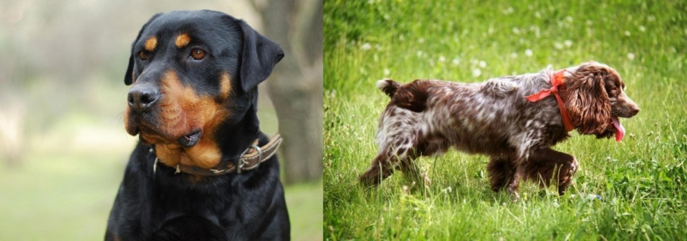 Russian Spaniel vs Rottweiler - Breed Comparison