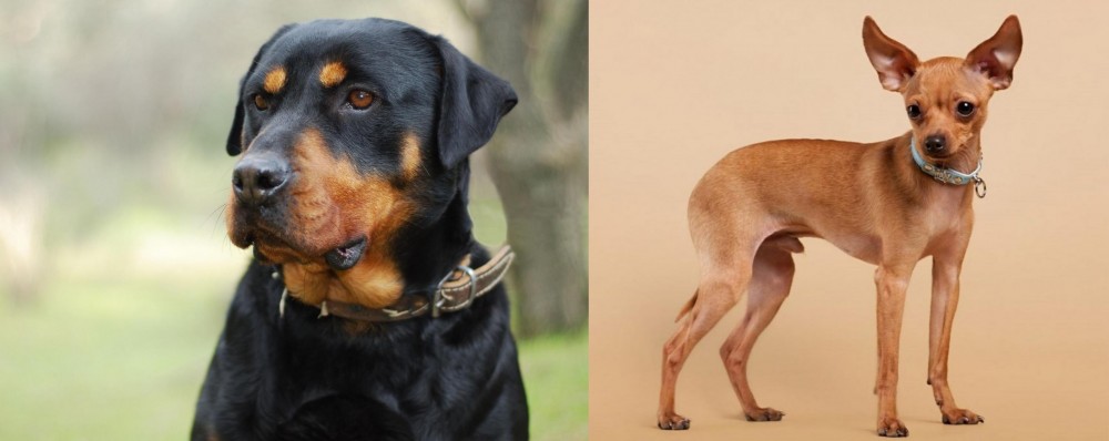 Russian Toy Terrier vs Rottweiler - Breed Comparison