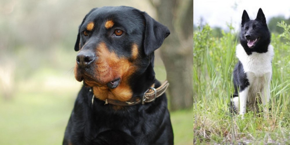 Russo-European Laika vs Rottweiler - Breed Comparison