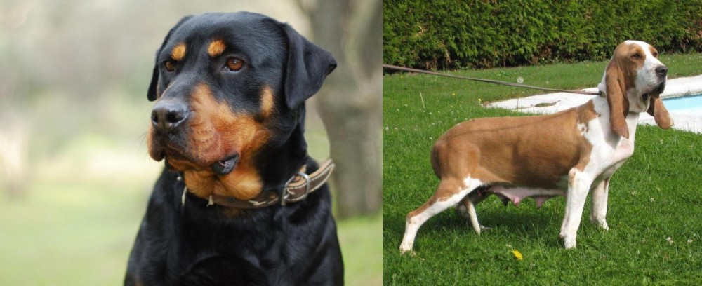 Sabueso Espanol vs Rottweiler - Breed Comparison