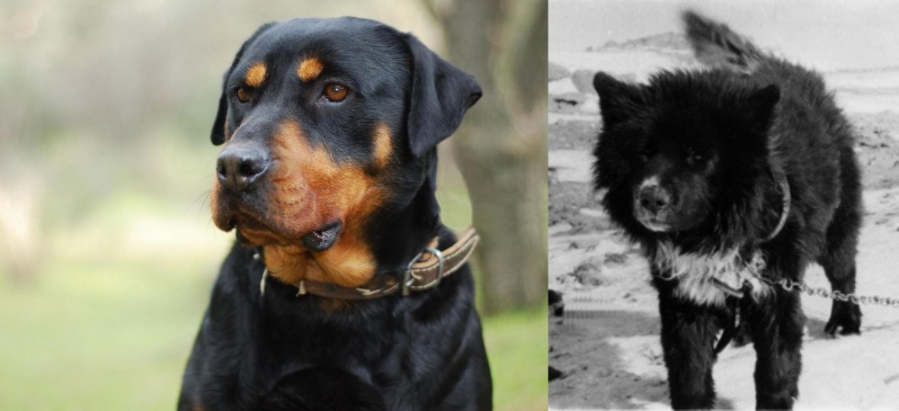 Sakhalin Husky vs Rottweiler - Breed Comparison