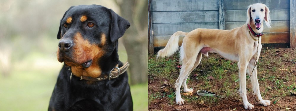 Saluki vs Rottweiler - Breed Comparison