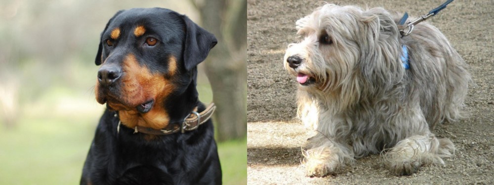 Sapsali vs Rottweiler - Breed Comparison