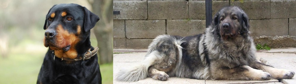 Sarplaninac vs Rottweiler - Breed Comparison