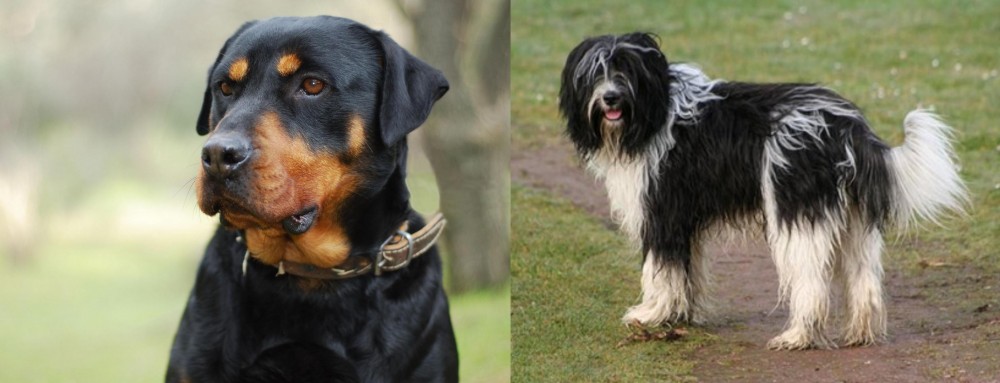 Schapendoes vs Rottweiler - Breed Comparison