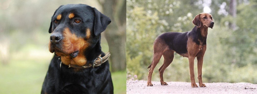 Schillerstovare vs Rottweiler - Breed Comparison