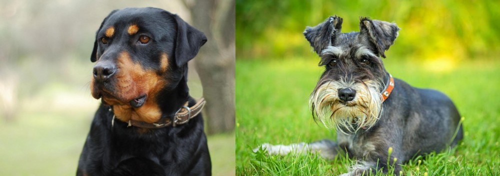 Schnauzer vs Rottweiler - Breed Comparison