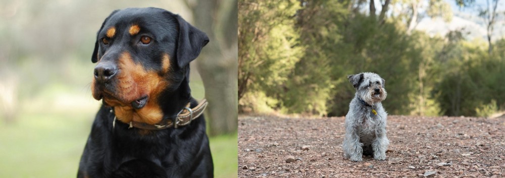Schnoodle vs Rottweiler - Breed Comparison