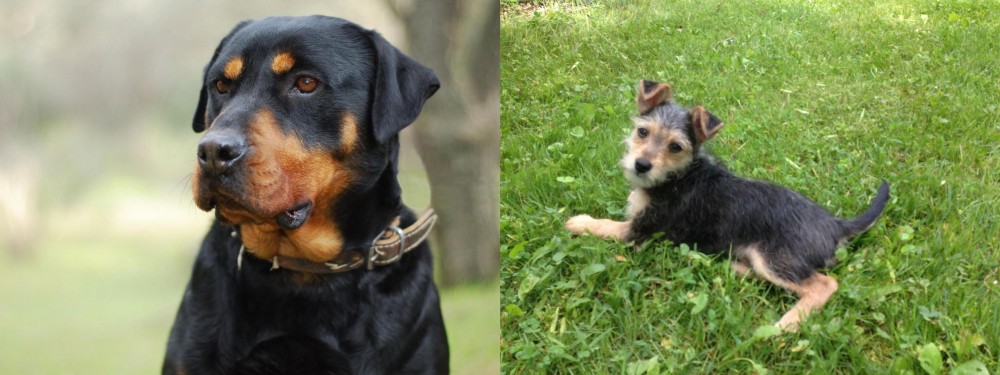 Schnorkie vs Rottweiler - Breed Comparison
