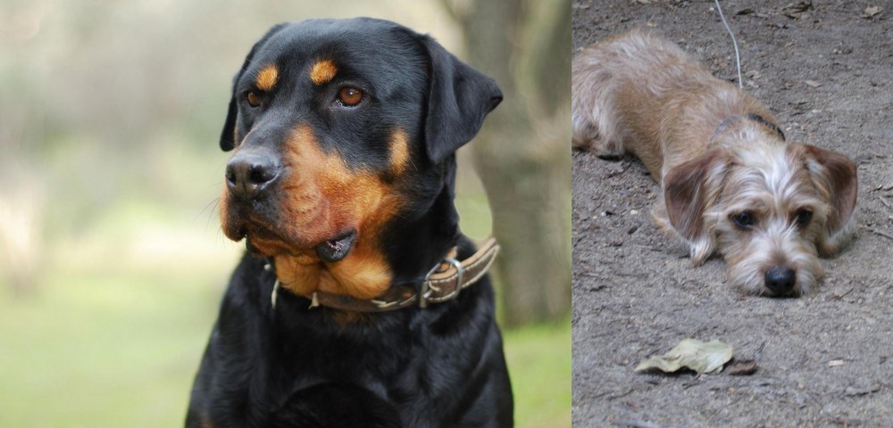 Schweenie vs Rottweiler - Breed Comparison