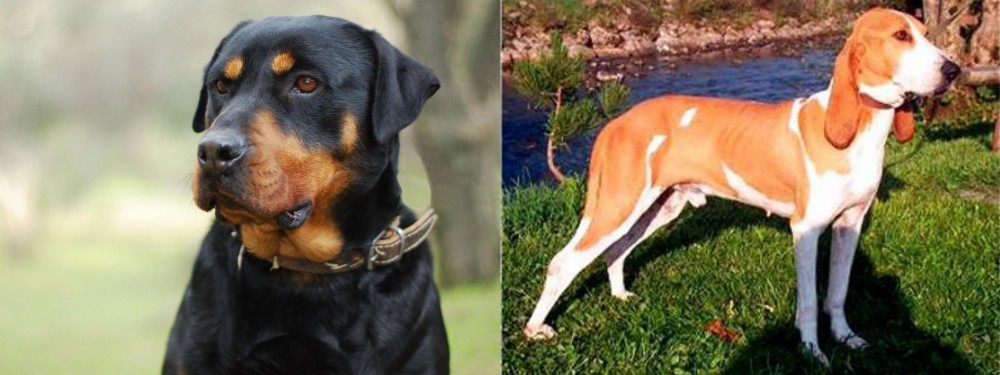 Schweizer Laufhund vs Rottweiler - Breed Comparison