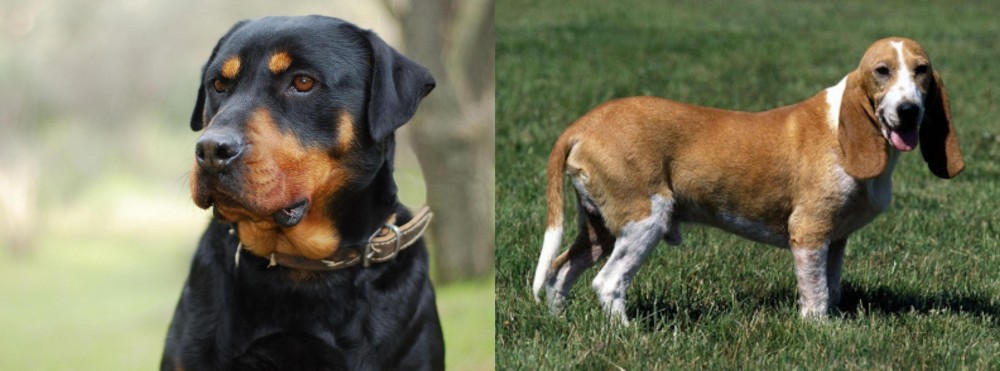 Schweizer Niederlaufhund vs Rottweiler - Breed Comparison