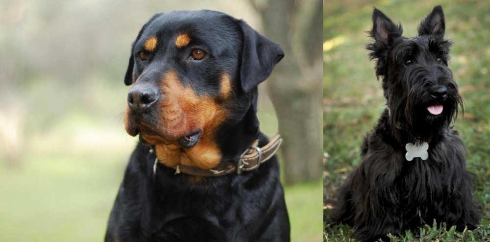 Scoland Terrier vs Rottweiler - Breed Comparison