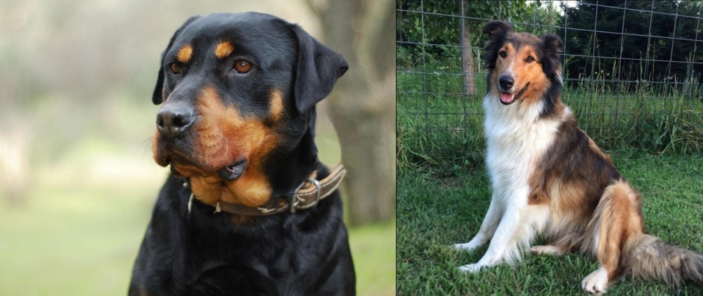 Scotch Collie vs Rottweiler - Breed Comparison