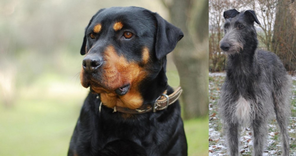 Scottish Deerhound vs Rottweiler - Breed Comparison