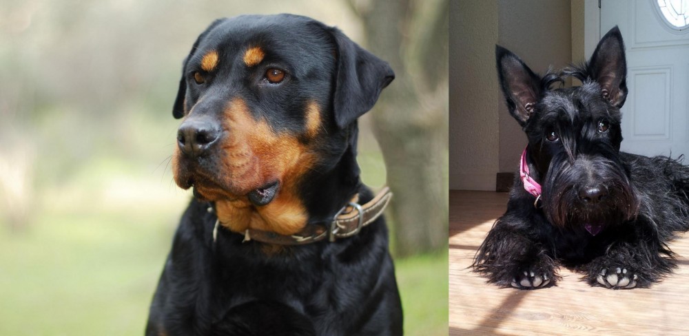 Scottish Terrier vs Rottweiler - Breed Comparison