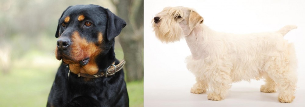 Sealyham Terrier vs Rottweiler - Breed Comparison
