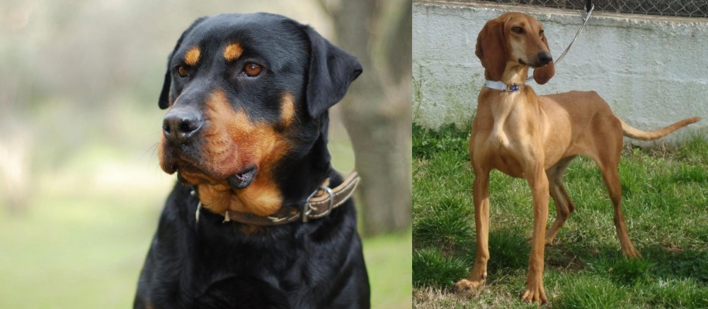 Segugio Italiano vs Rottweiler - Breed Comparison