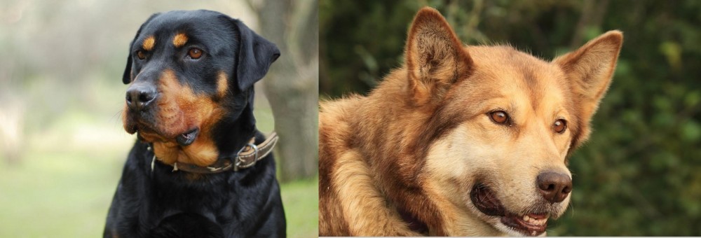 Seppala Siberian Sleddog vs Rottweiler - Breed Comparison