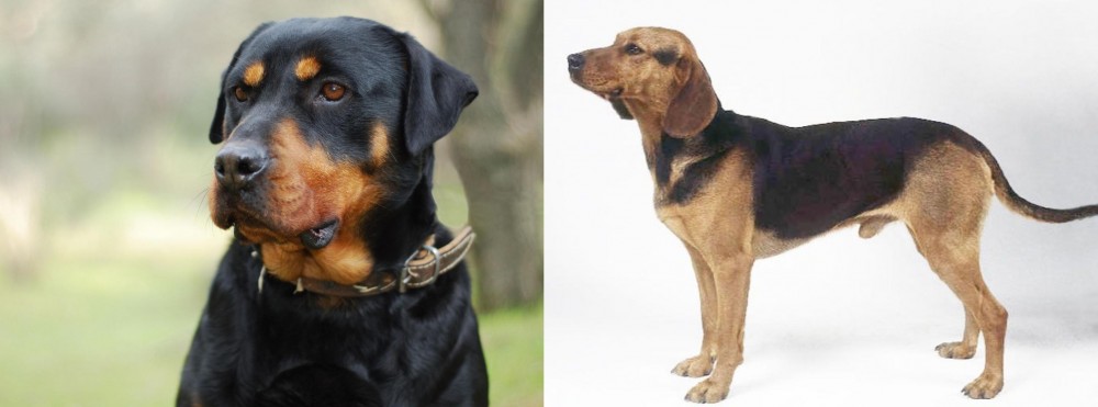 Serbian Hound vs Rottweiler - Breed Comparison
