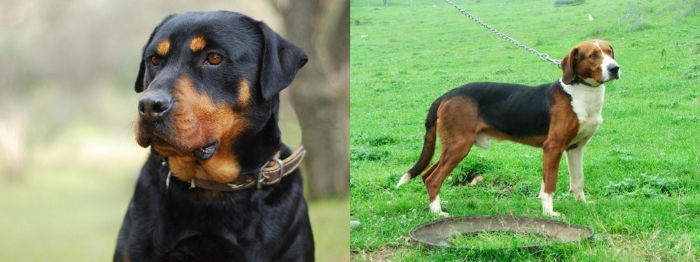 Serbian Tricolour Hound vs Rottweiler - Breed Comparison