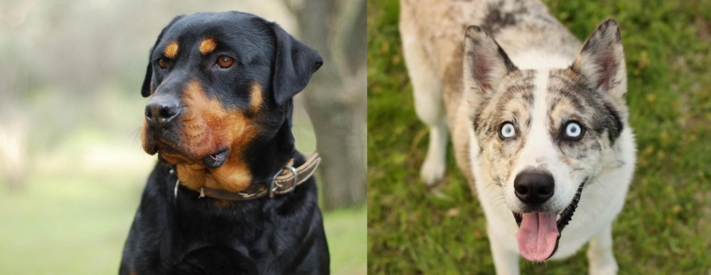 Shepherd Husky vs Rottweiler - Breed Comparison