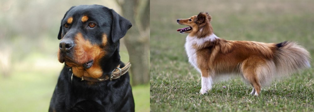 Shetland Sheepdog vs Rottweiler - Breed Comparison