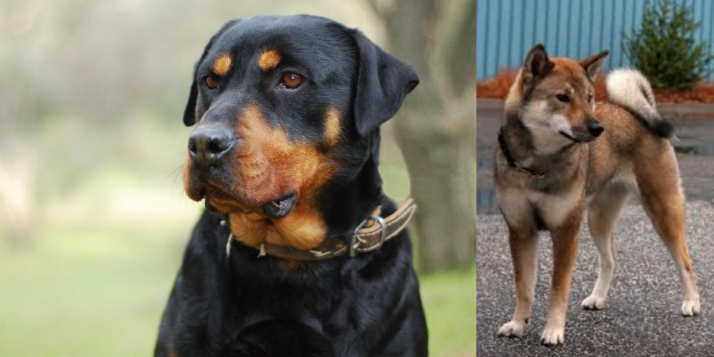 Shikoku vs Rottweiler - Breed Comparison