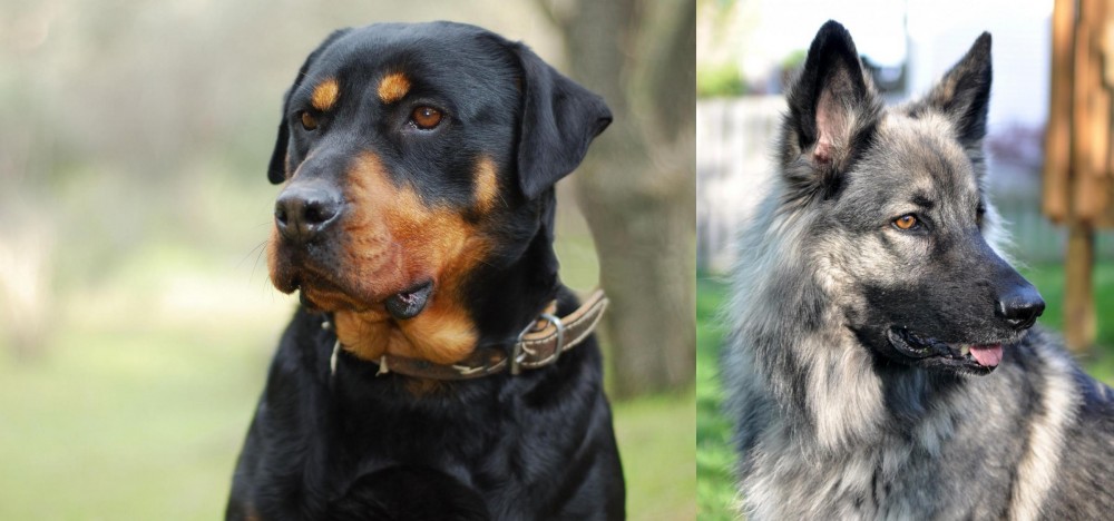 Shiloh Shepherd vs Rottweiler - Breed Comparison