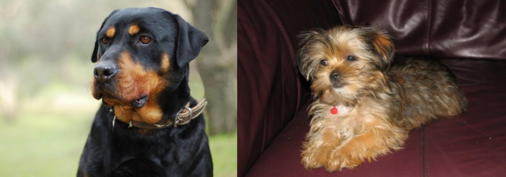 Shorkie vs Rottweiler - Breed Comparison
