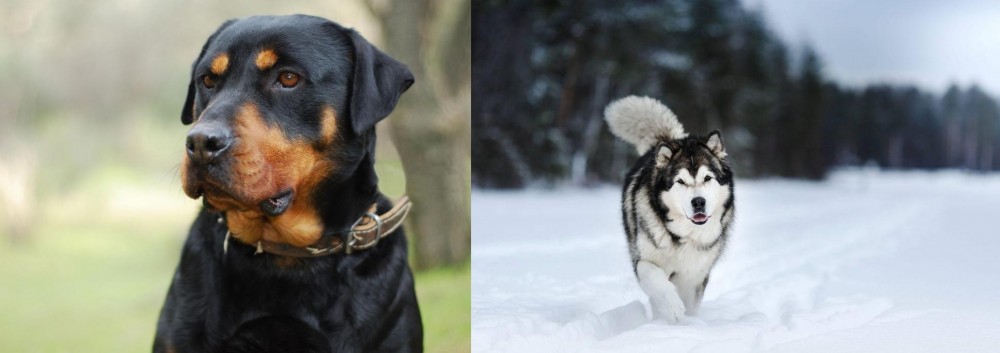 Siberian Husky vs Rottweiler - Breed Comparison