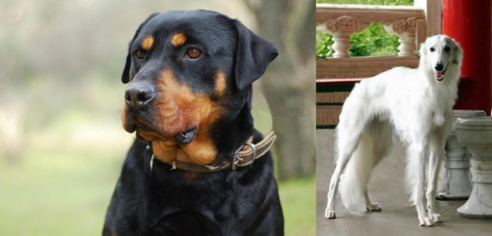 Silken Windhound vs Rottweiler - Breed Comparison